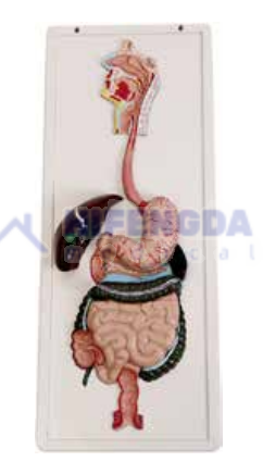DIGESTIVE SYSTEM