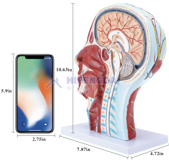 MEDICAL ANATOMICAL MODEL HUMAN HEAD NEUROVASCULAR MODEL